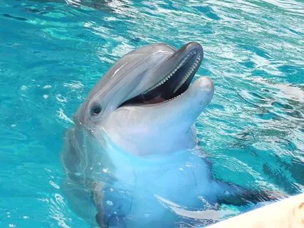 happy dolphin is happy Lauren McCauley Flickr