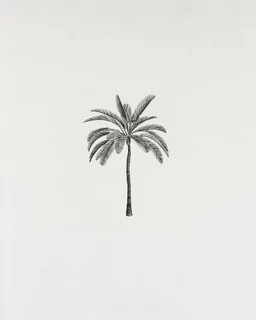Palm Tree Pencil Drawing - - #drawing #naturetattoo #Palm #p