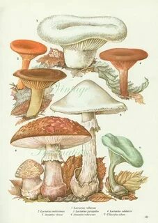 Aesthetic Sharer ZHR on Twitter Fungi art, Vintage mushroom 