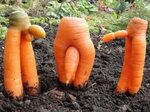Прикольные картинки смешная морковка