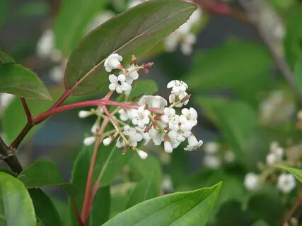 Viburnum erubescens - Wikipedia