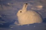 arctic snow bunny paul nicklen photography Arctic hare, Weat