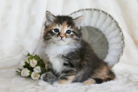 Available Siberian kittens IZ TVERSKOGO KNYAZHESTVA and LYUM
