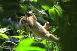 Primates in jeopardy: The innocent but poisonous slow loris 
