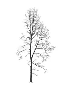 Dry Silhouette Tree Stock Illustrations - 7,428 Dry Silhouet