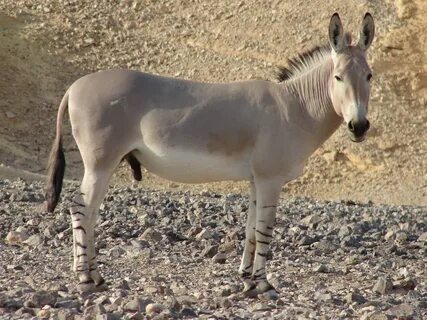 Equus asinus somalicus / Somali wild ass (male) - ZooChat