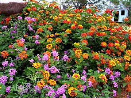 Texas Lantana Full sun plants, Sun plants, Southern garden