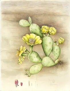 Prickly Pear Cactus - Opunitia Botanical flowers, Beautiful 