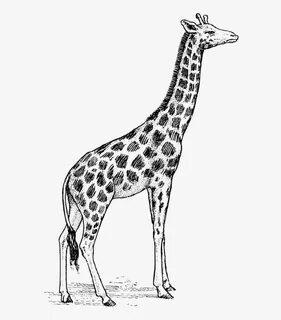 Как нарисовать жирафа поэтапно карандашом: легкий мастер-кла