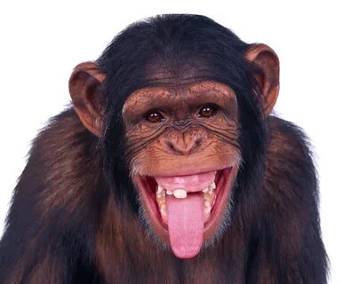 Monkey PNG Image Funny monkey pictures, Monkey pictures, Mon