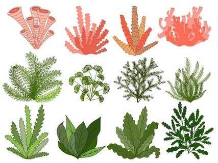 Seaweeds. Underwater ocean plants, sea coral elements, hand 