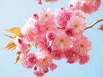 Wallpaper ID: 291560 / flowers pink tree flower tree japanes