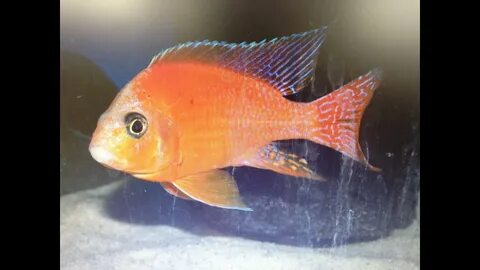 African Cichlids Dragon Blood Peacock Firefish Breeding Colo