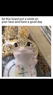 Lizard Meme Face - img-Baback