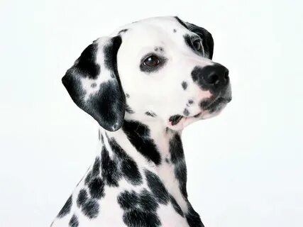 Dalmatian Wallpapers Dalmatian dogs, Beautiful dogs, Dog por