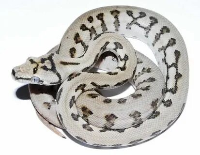 Gorgeous carpet python morph from Alpert's Exotics. Serpient