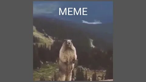 screaming beaver (meme & original) - YouTube