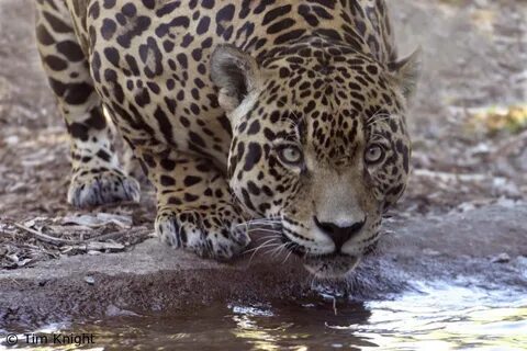 The Jaguar - Jaguars foto (16915324) - Fanpop