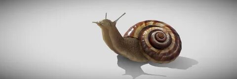 Art Spotlight: Snail - Sketchfab Community Blog - Sketchfab 