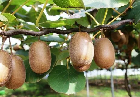 КИВИ НА ВЕТКЕ Kiwi fruit, Kiwi growing, Grow kiwi from seed