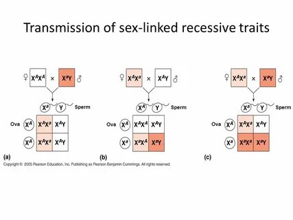 THE CHROMOSOMAL BASIS OF INHERITANCE - ppt video online down