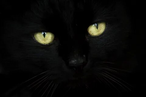Wallpaper : black, green, eye, cat, blackcat, eyes, chat, no