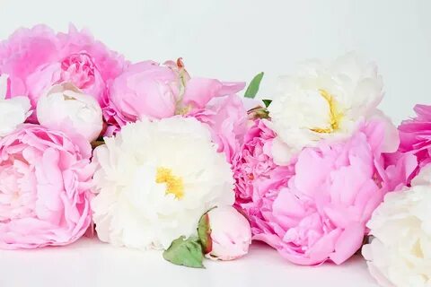Peony Wallpaper posted by Zoey Simpson