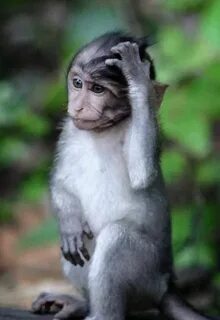 confused monkey Funny animal faces, Funny animal pictures, F