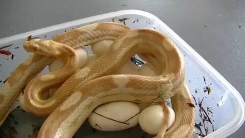 Butter Motley Corn Snake with her Eggs - YouTube