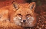Animals foxes nature widescreen wallpaper 1920x1200 1357536 
