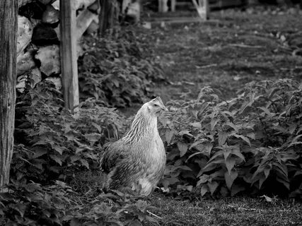 File:Riverdale Farm Chicken (4097429786).jpg - Wikimedia Com