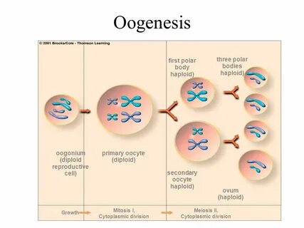 MEIOSIS A type of cell division that produces gametes or sex