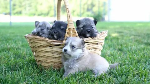 Must See! Blue Eyed 2nd Generation Pomskies Cute Puppies - P