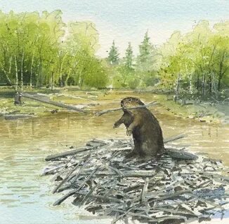 Beavers Painting by Denny Bond Fine Art America