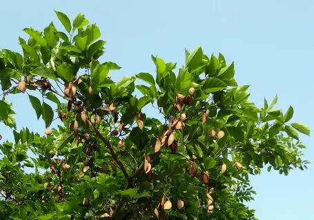 Free Images : branch, fruit, leaf, flower, food, produce, ev