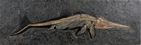 Buy Fossil Ichthyosaur ars mundi