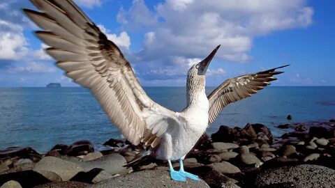 birds islands bluefooted boobies ecuador 1920x1080 wallpaper