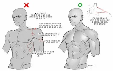 Pin by Satou on Tutotial in 2019 Anatomy reference, Anatomy 