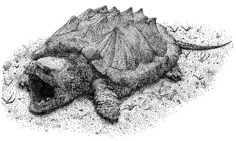 Alligator Snapping Turtle Photograph by Roger Hall Fine Art 
