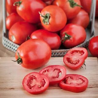 Kami Tumbuh Sayuran Buah Mini Tomat Robinson Segar Moq 10 Bu