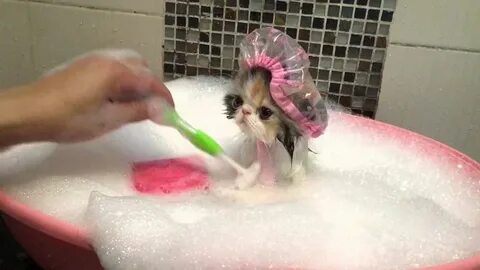 Cat Takes a Bath Cute cat gif, Cute animal videos, Cute cats