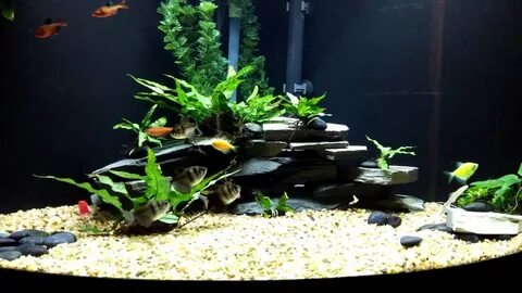 Aquarium idea, live plants, and glo fish. 54g - YouTube