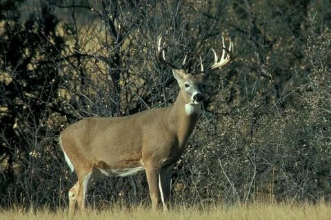 Hunting Tips: Ways to Hunt the rut - The Homestead Survival