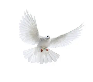 white wings - Sök på Google Pigeon, Bird, White doves