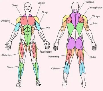 Arm Muscles Diagram Simple / Human Anatomy For The Artist Th