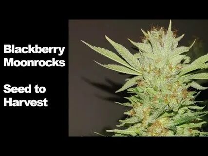 Blackberry Moonrocks Seed to Harvest Indoor Cannabis - YouTu