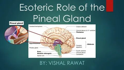 Esoteric Role of the Pineal Gland BY: VISHAL RAWAT. - ppt do