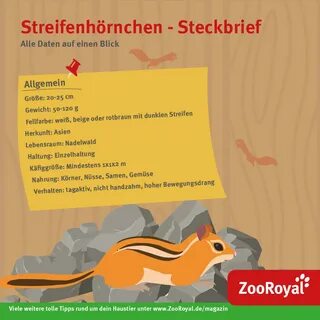 Streifenhörnchen als Haustier ZooRoyal Magazin