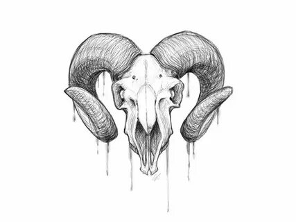 Goat Skull Study Goat skull, Tattoo goat, Skull tattoos