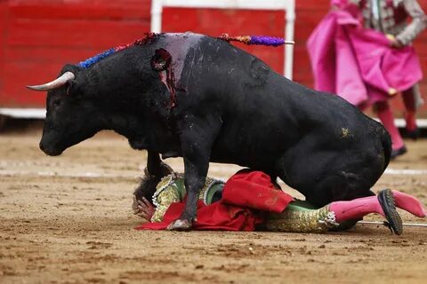 Bull Fighting: Bull Fight